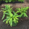 3 Deer Fern (Blechnum spicant)